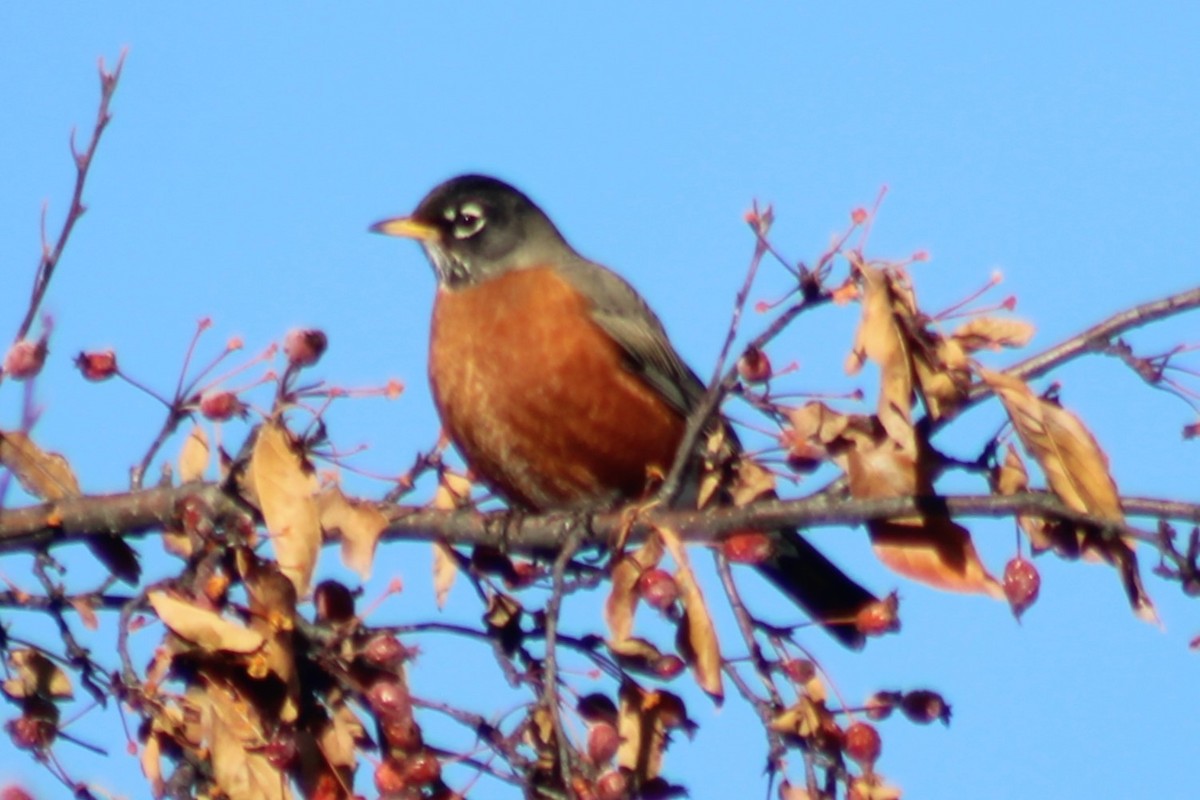 American Robin - ML540719671