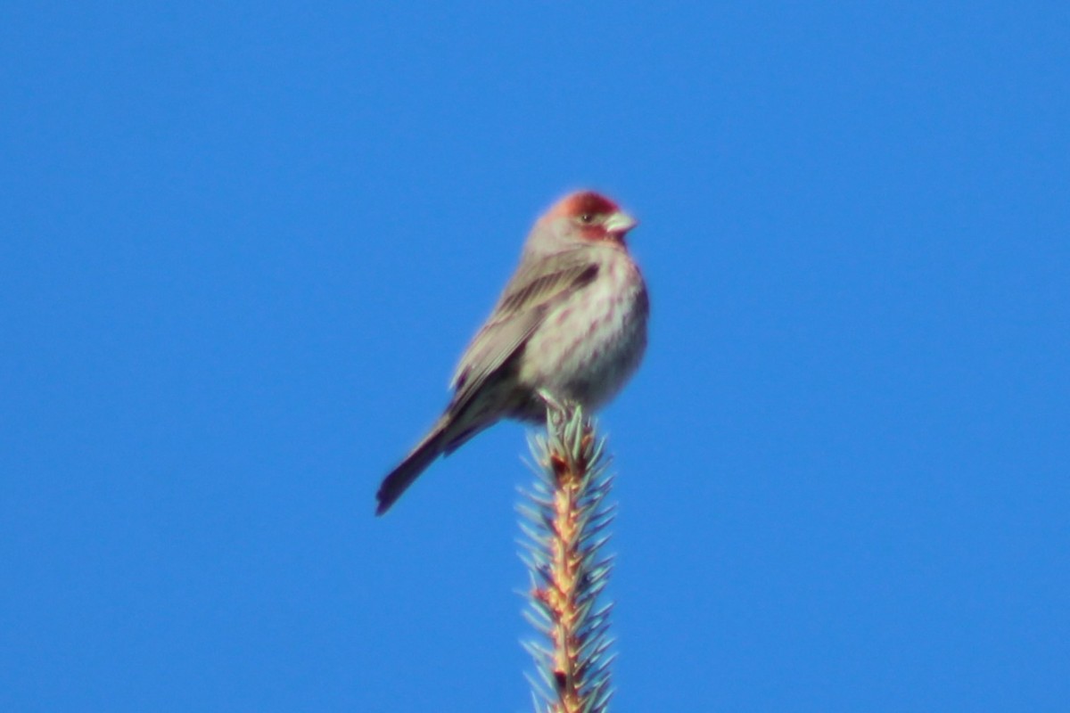 House Finch - ML540719691