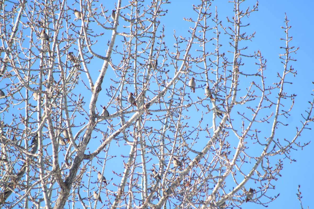 Bohemian Waxwing - ML540719731