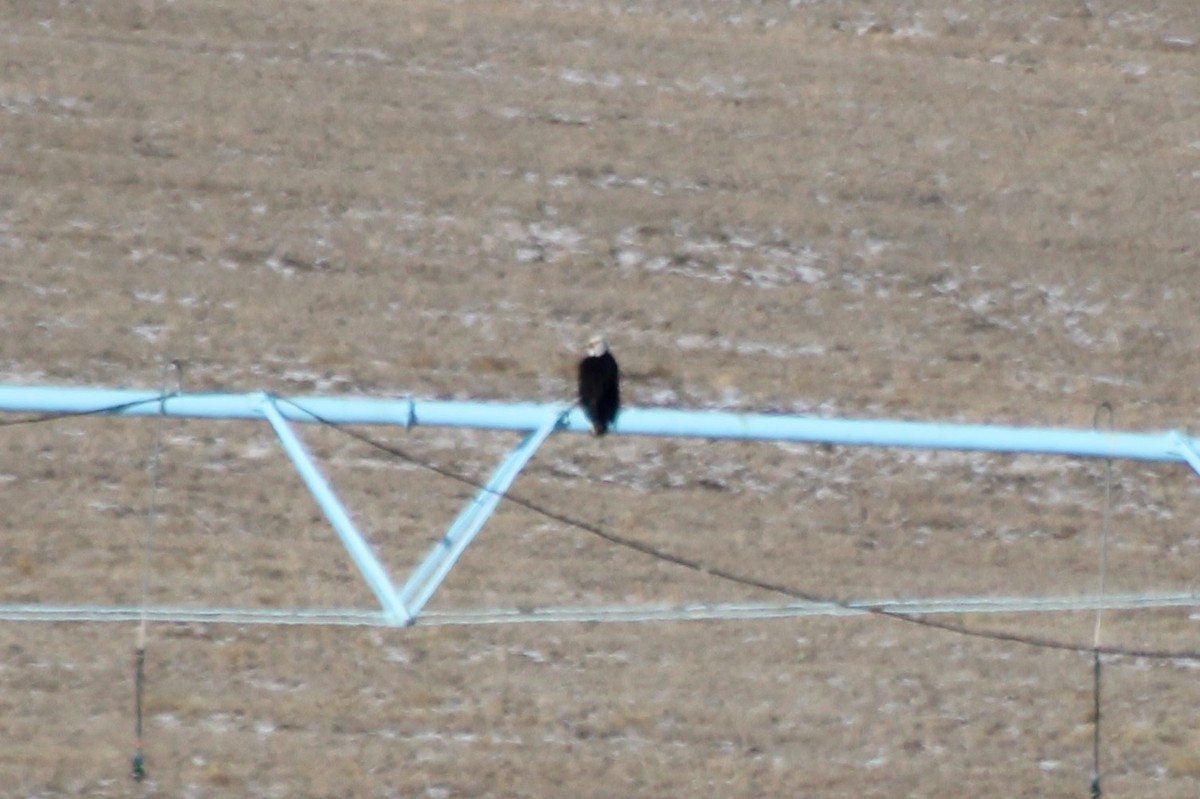 Bald Eagle - ML540719821