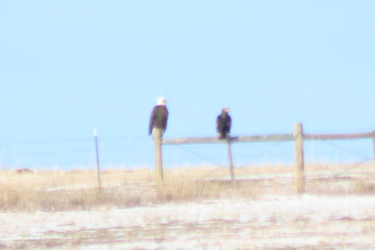 Bald Eagle - ML540719981