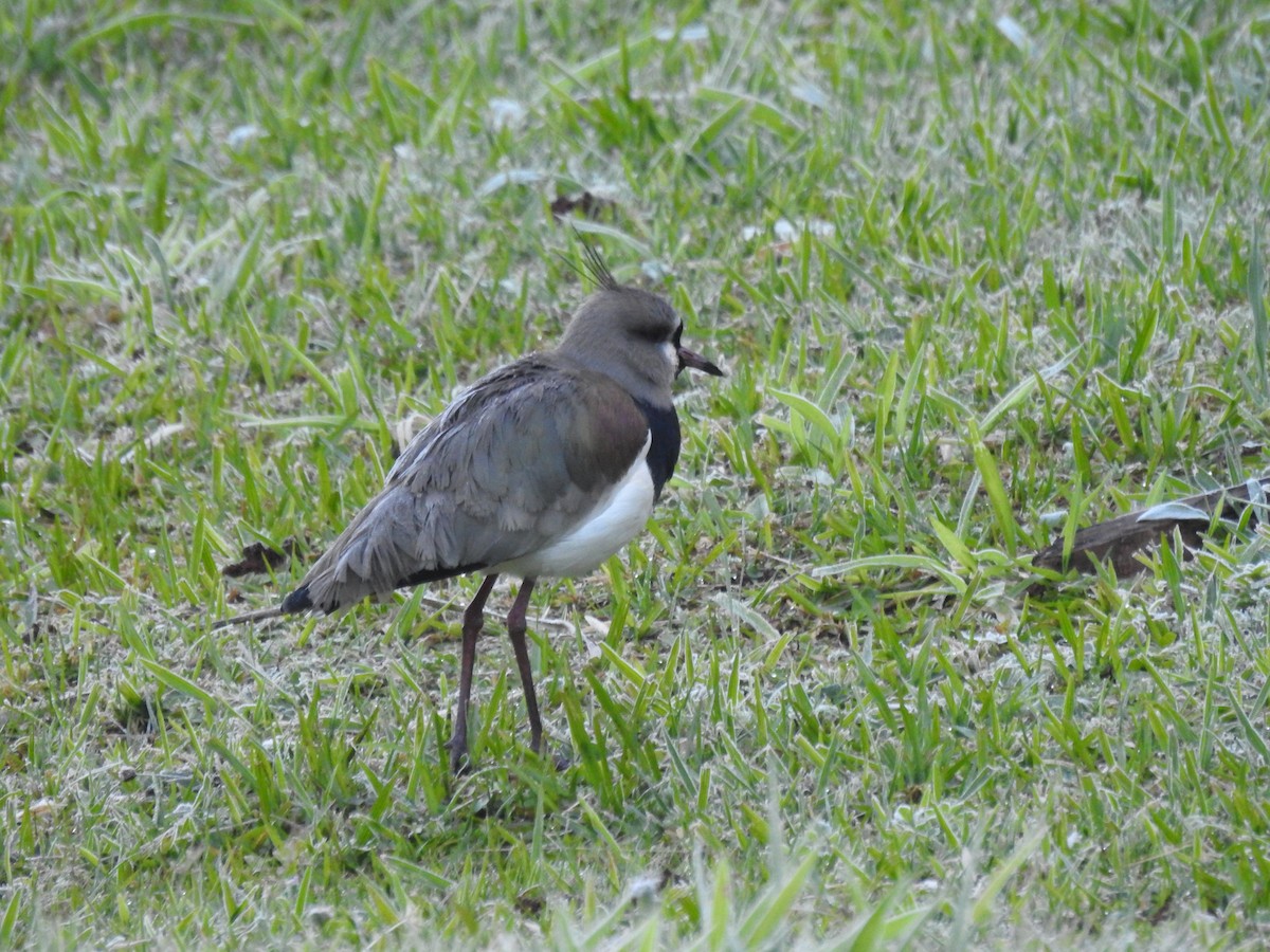 Southern Lapwing - ML540720351