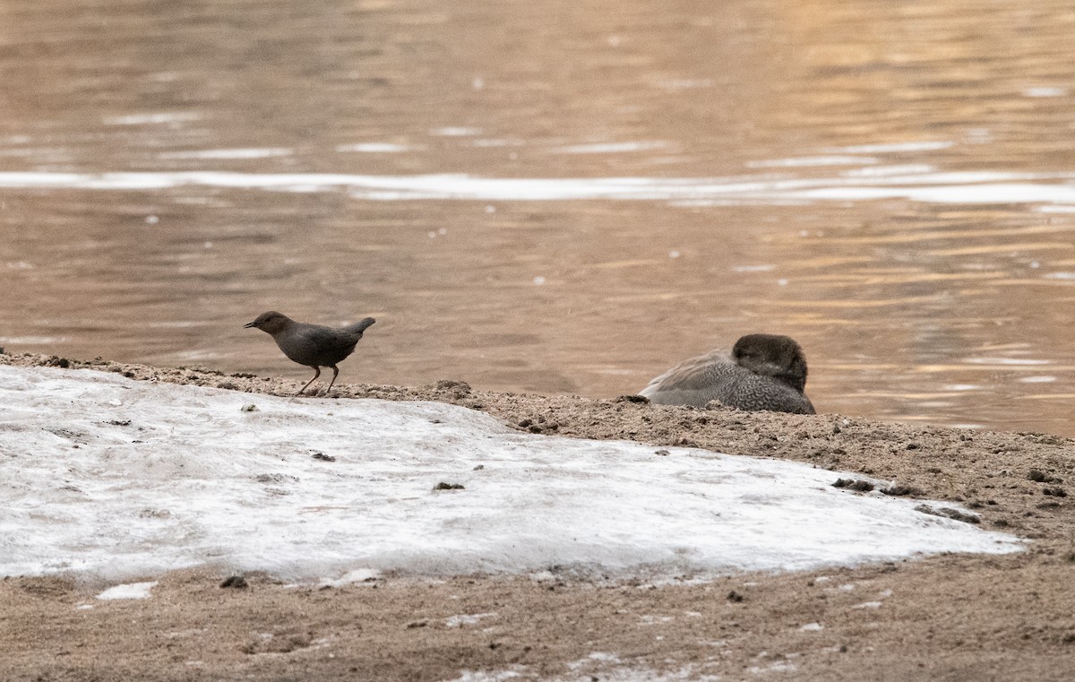 American Dipper - ML540721111