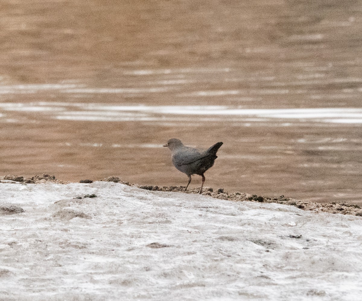 American Dipper - ML540721181