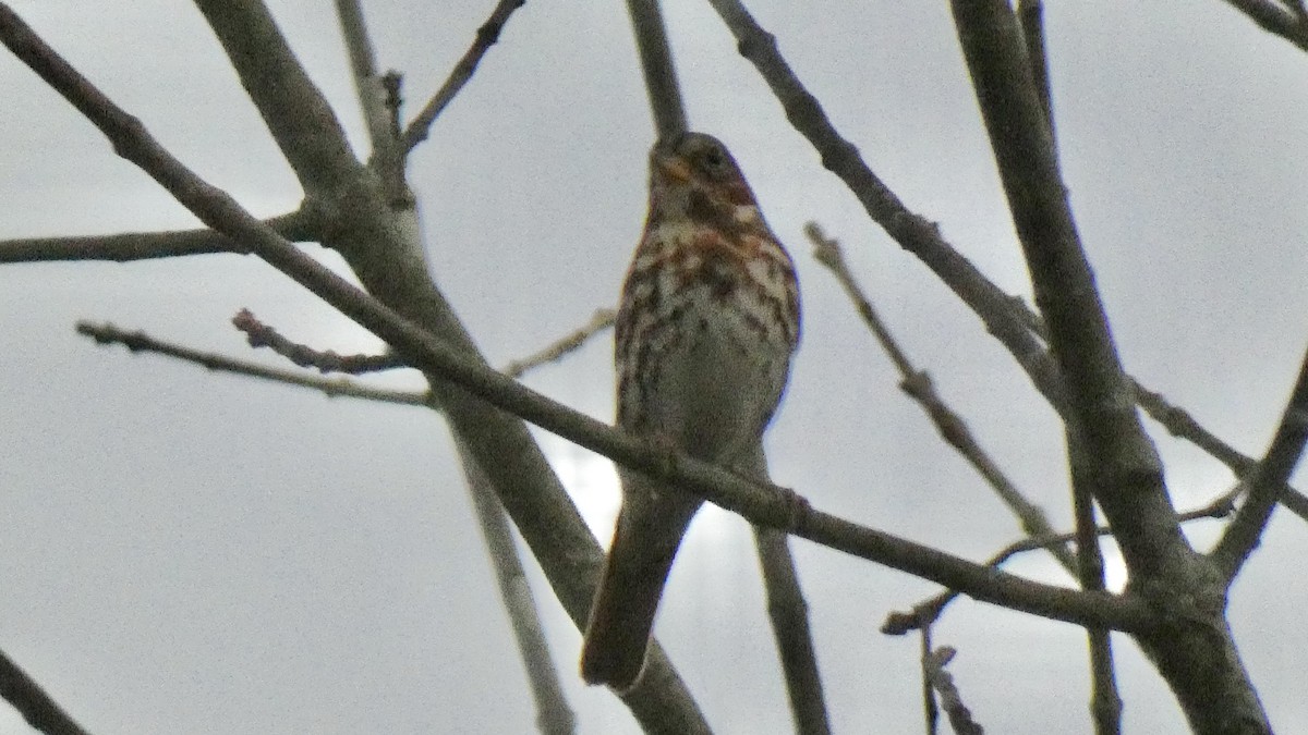 Fox Sparrow - Andy Brown