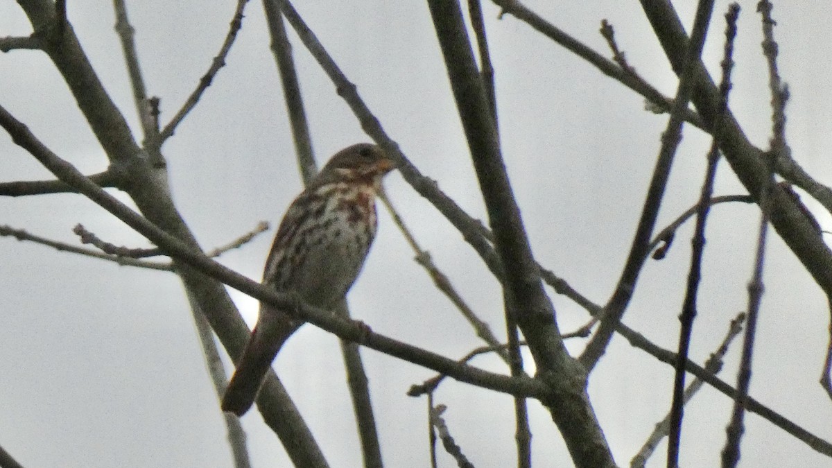 Fox Sparrow - Andy Brown