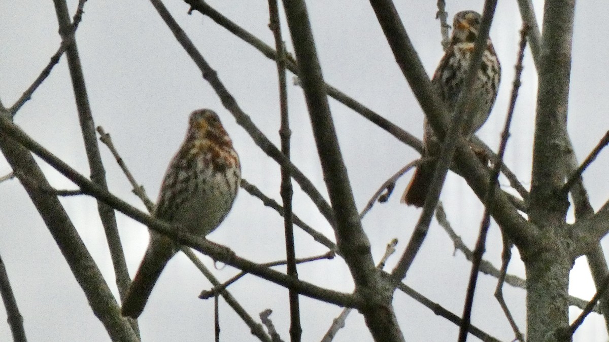 Fox Sparrow - Andy Brown