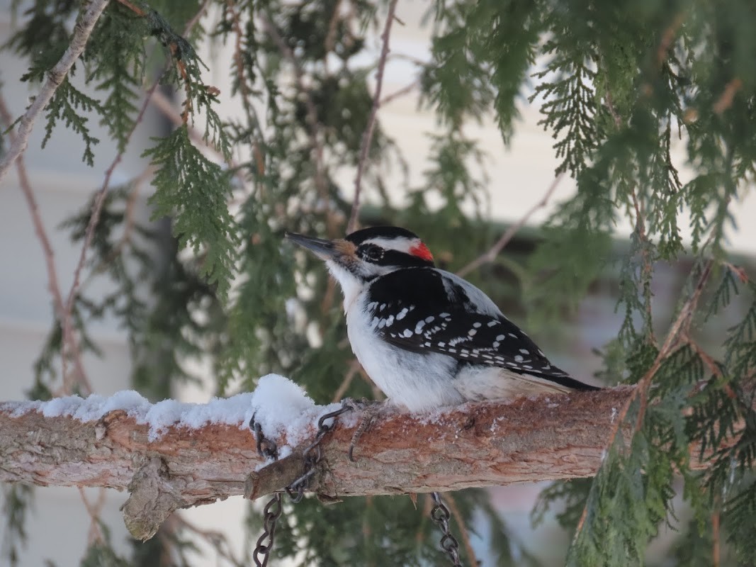 Hairy Woodpecker - ML540722111