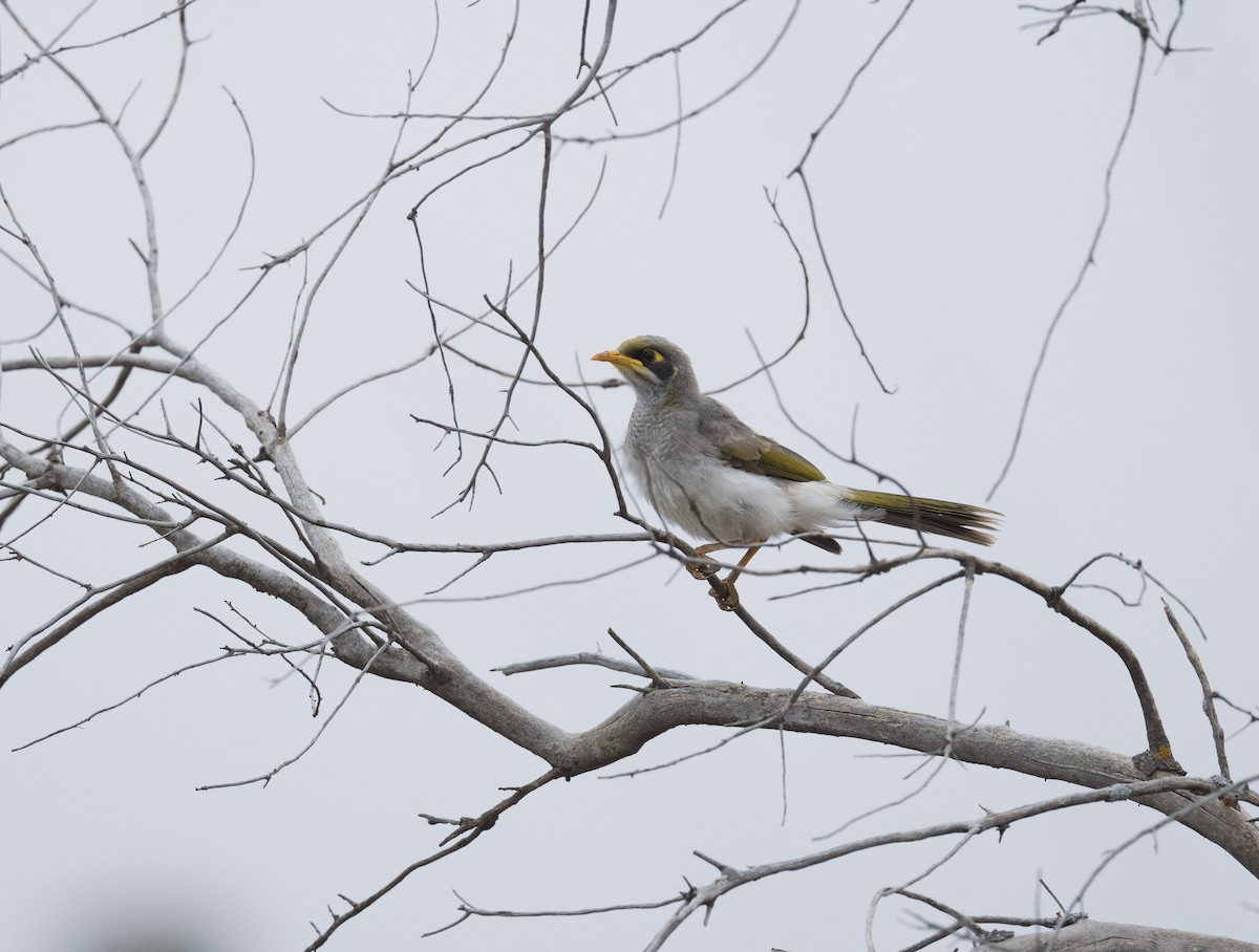 Yellow-throated Miner - ML540723621