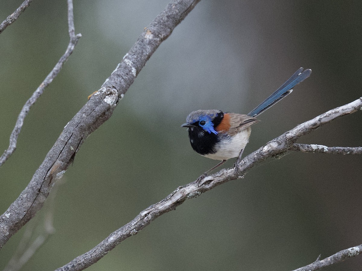 Purple-backed Fairywren - ML540723911