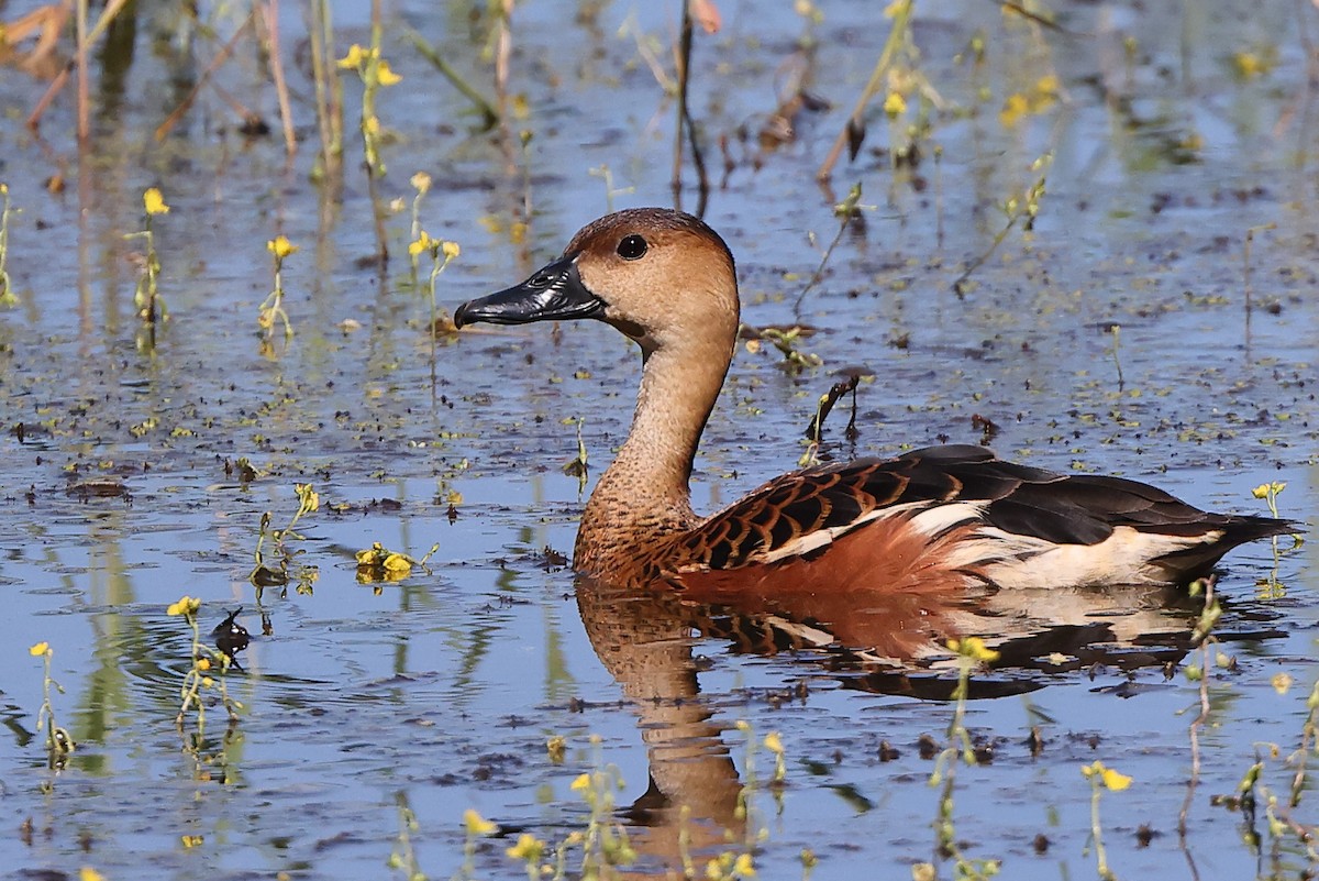 Dendrocygne à lunules - ML540724591