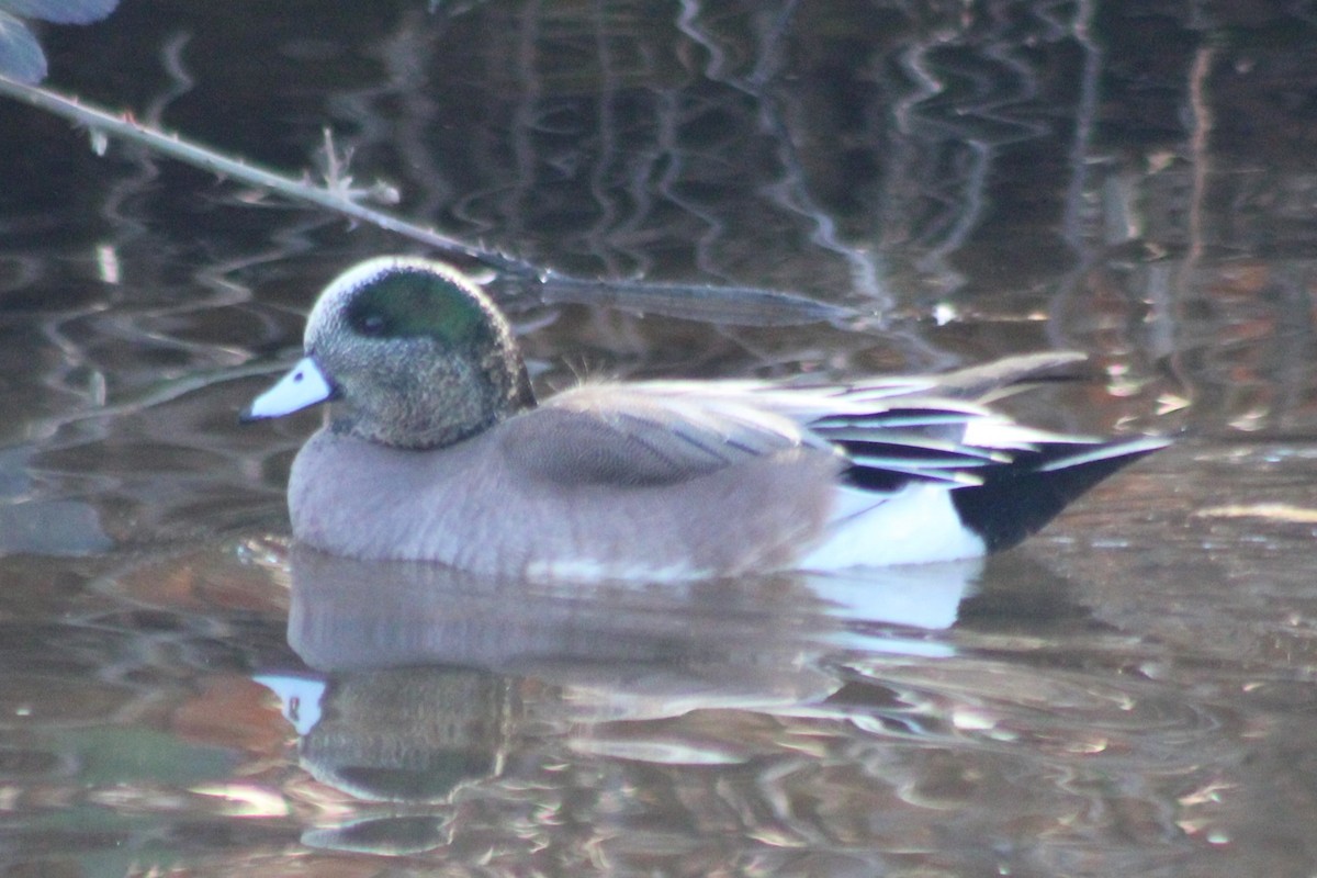 American Wigeon - ML540725081