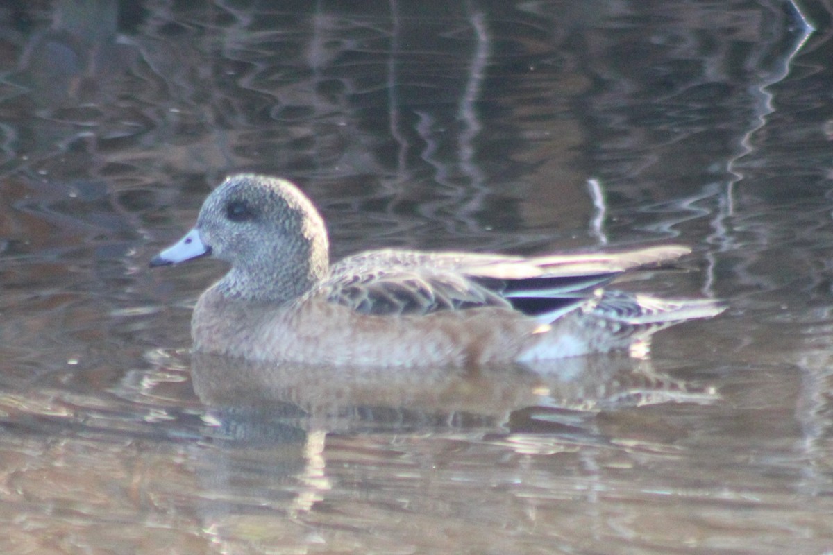 American Wigeon - Sean Cozart