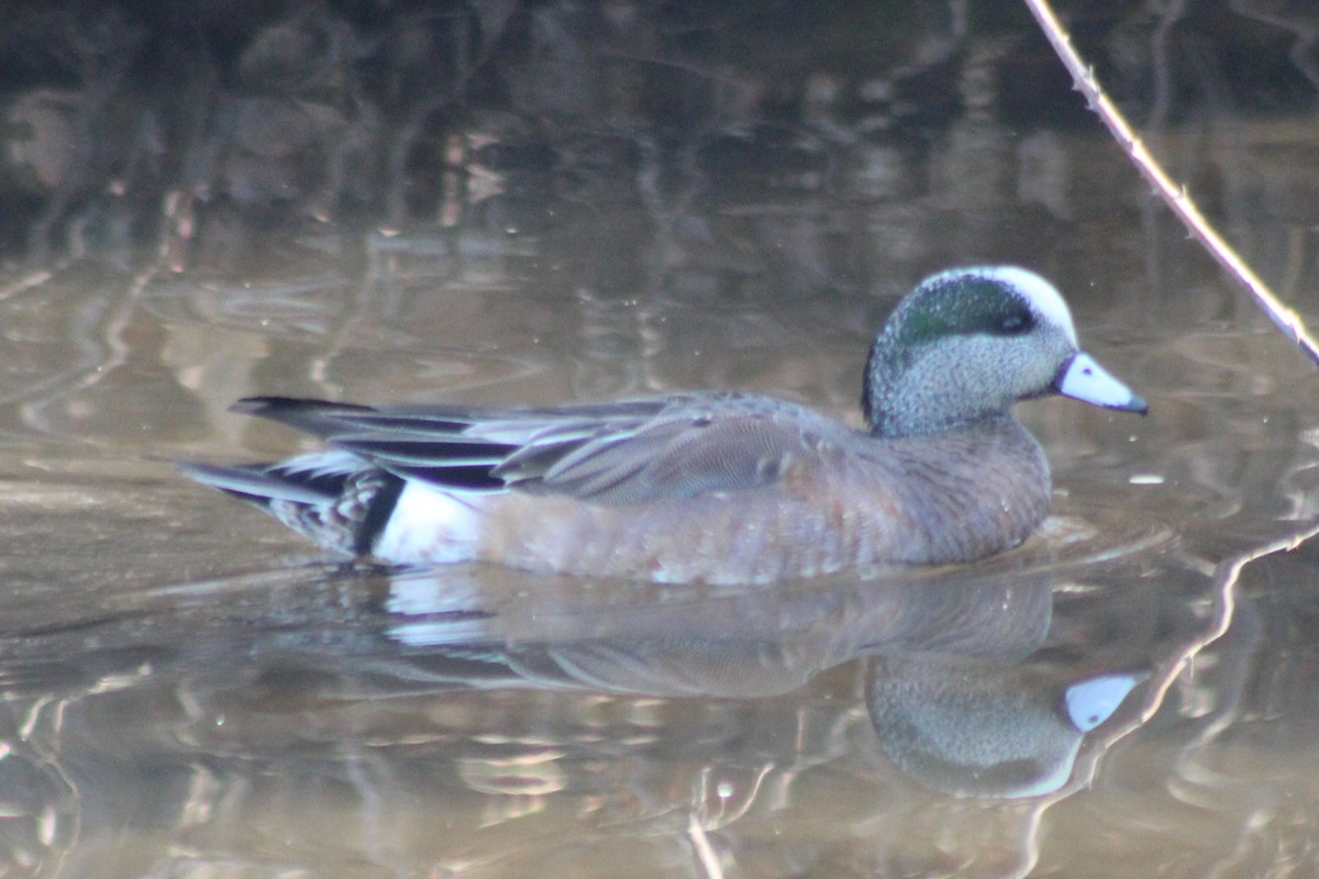 American Wigeon - ML540725121