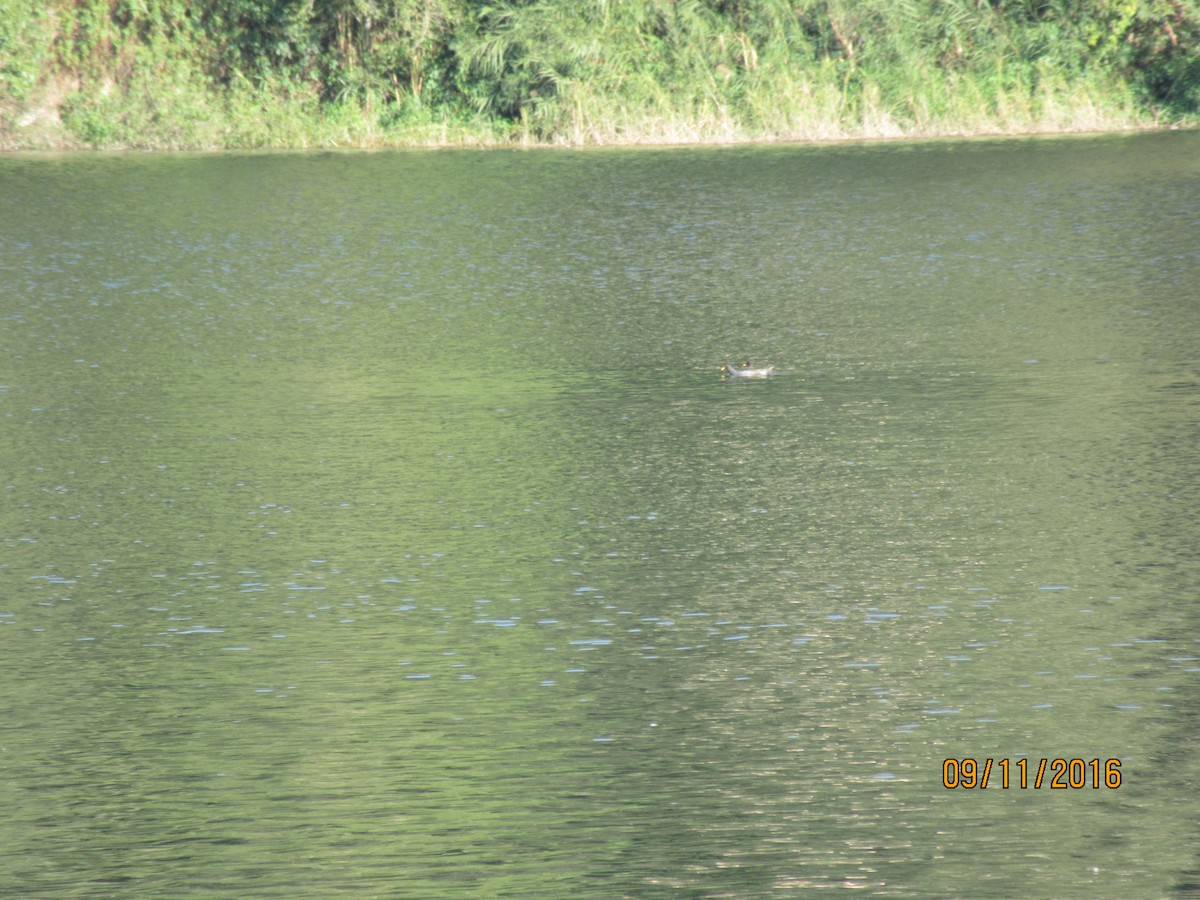 Eurasian Moorhen - ML540726741