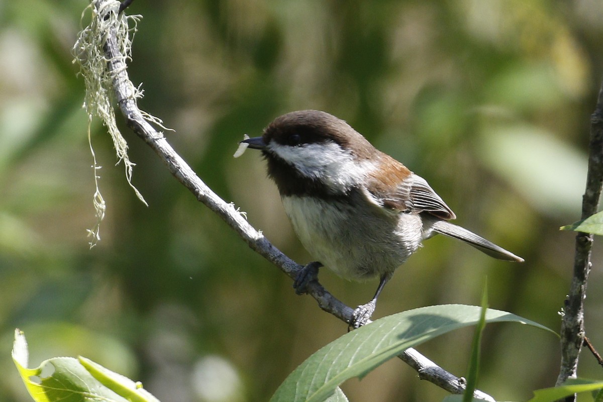 Chestnut-backed Chickadee - Donna Pomeroy