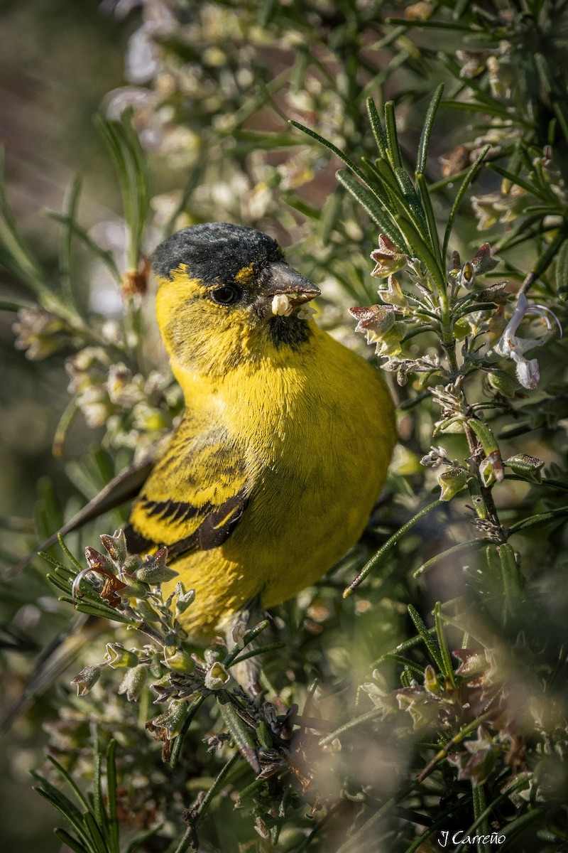 Jilguero sp. (Spinus sp.) - ML540727141