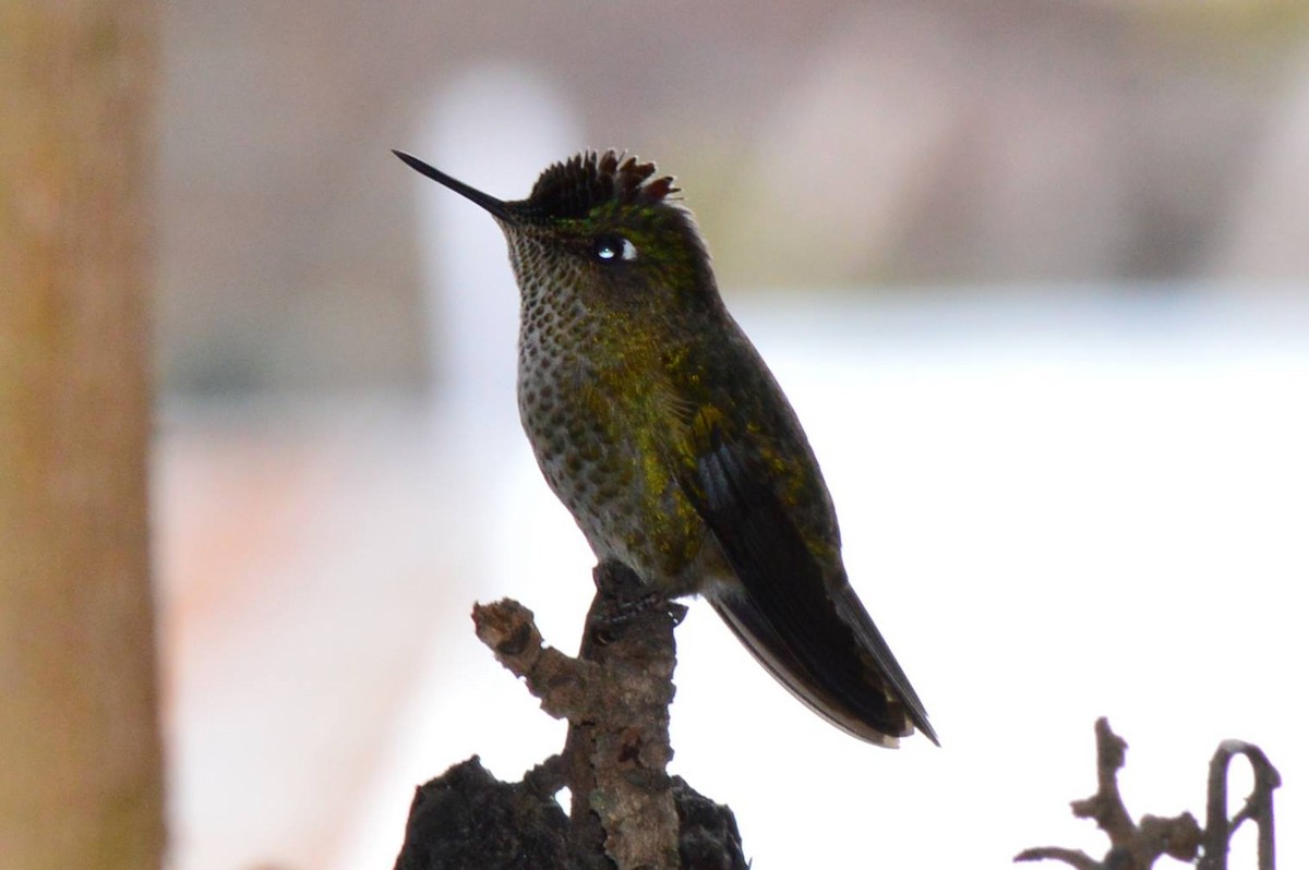 Green-backed Firecrown - ML540727261