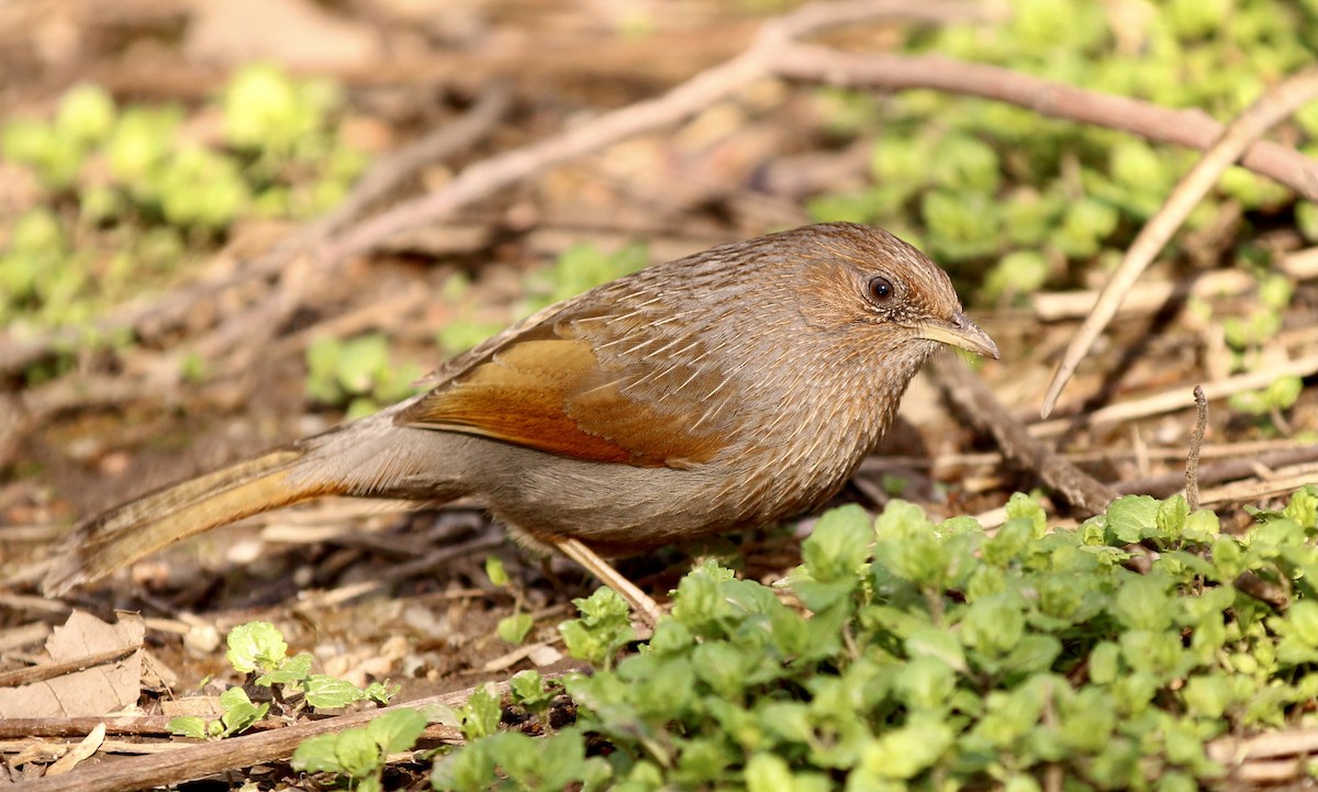 Streaked Laughingthrush - ML540728931