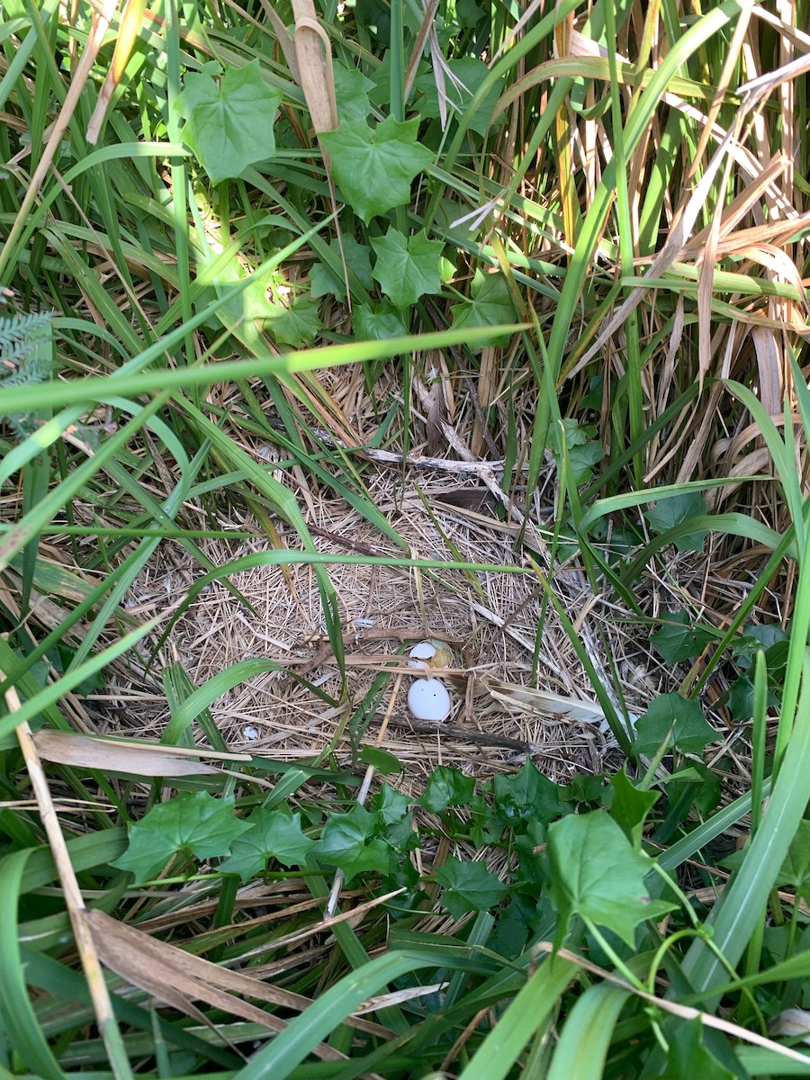 Swamp Harrier - ML540729231