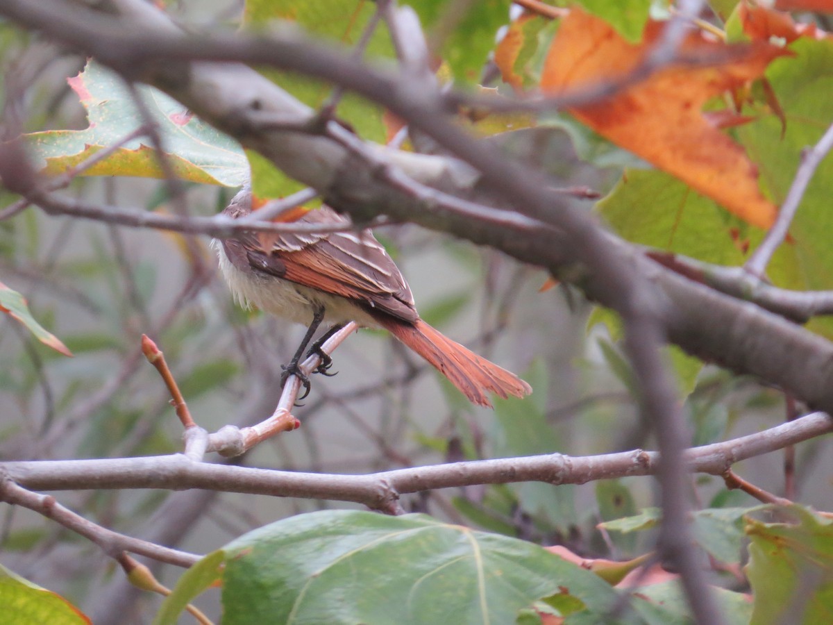 Ash-throated Flycatcher - ML54073041