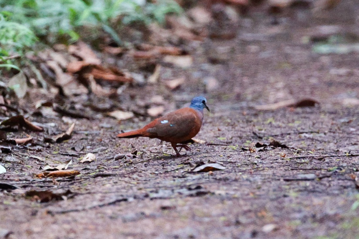 Blue-headed Wood-Dove - ML540731301