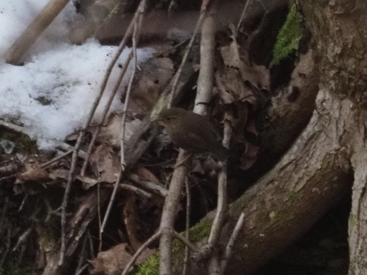 Winter Wren - ML540731491