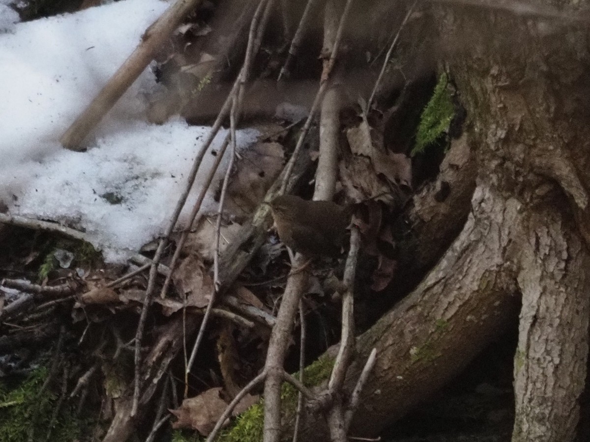 Winter Wren - Joshua Snodgrass