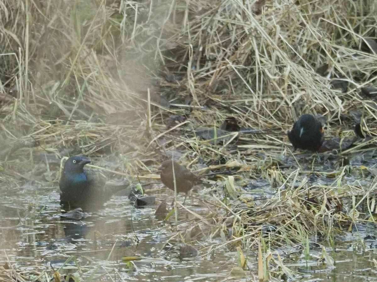 Common Grackle - Joshua Snodgrass