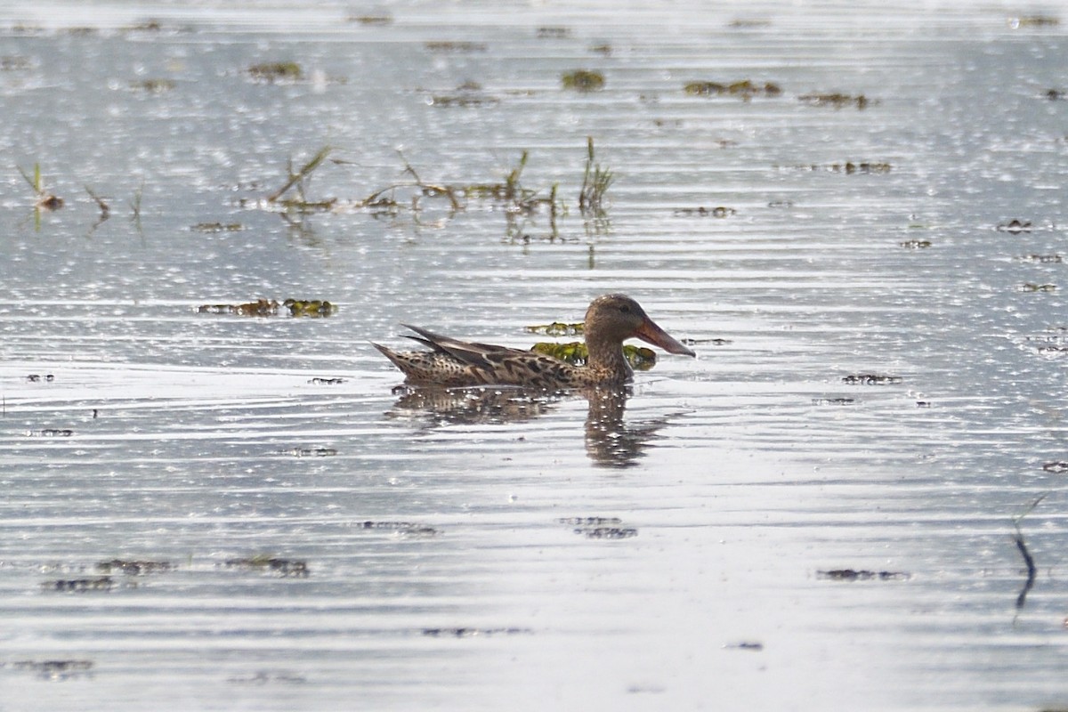 Northern Shoveler - ML540732821