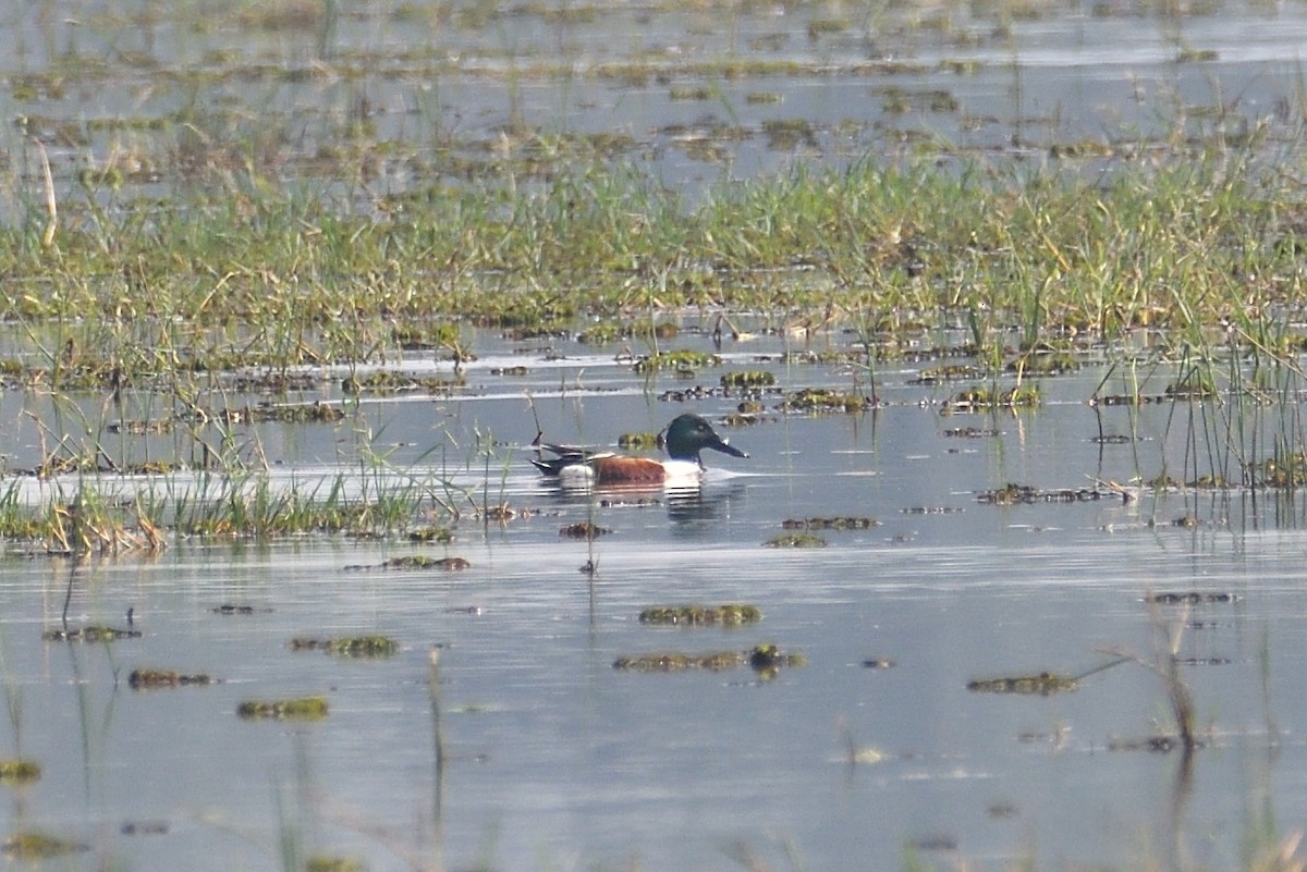 Northern Shoveler - ML540732831