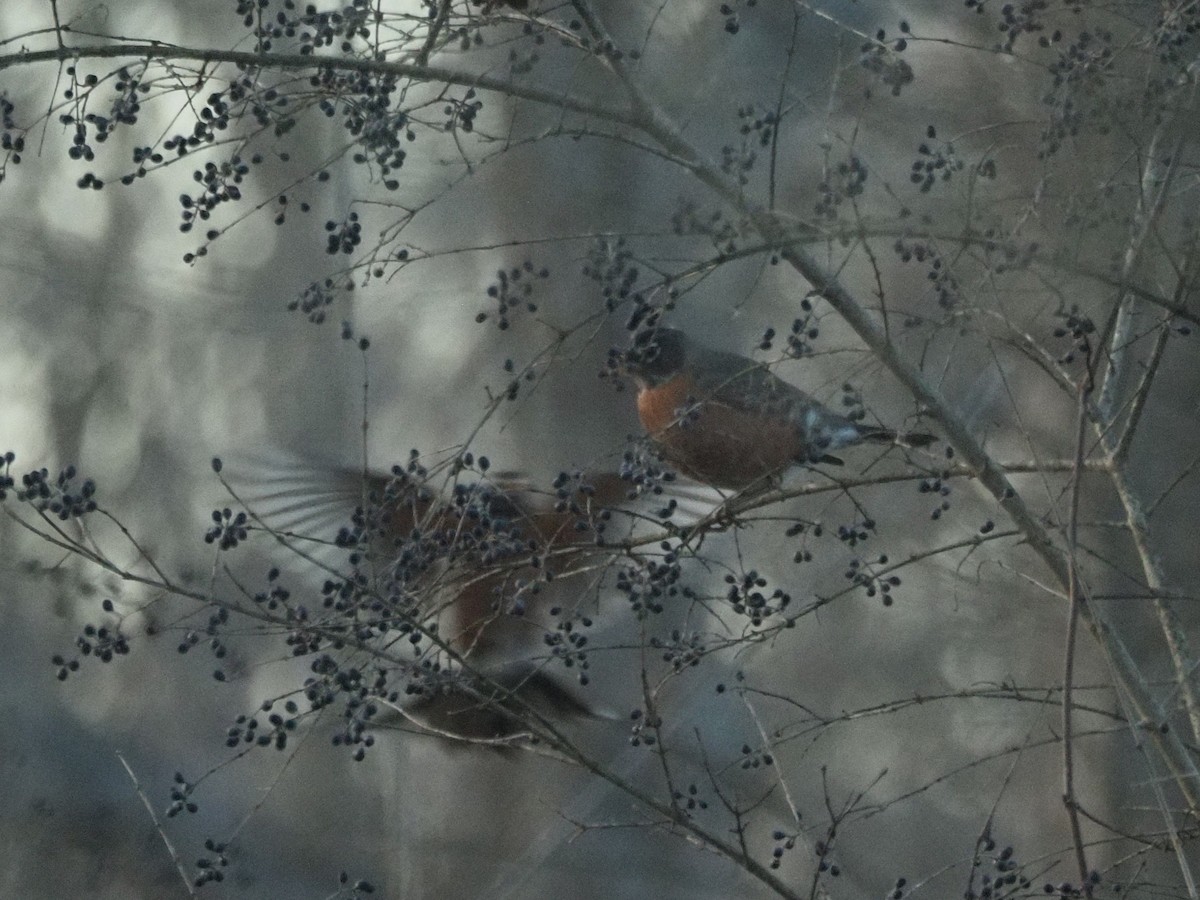 American Robin - ML540732941