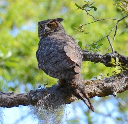 Great Horned Owl - ML54073511
