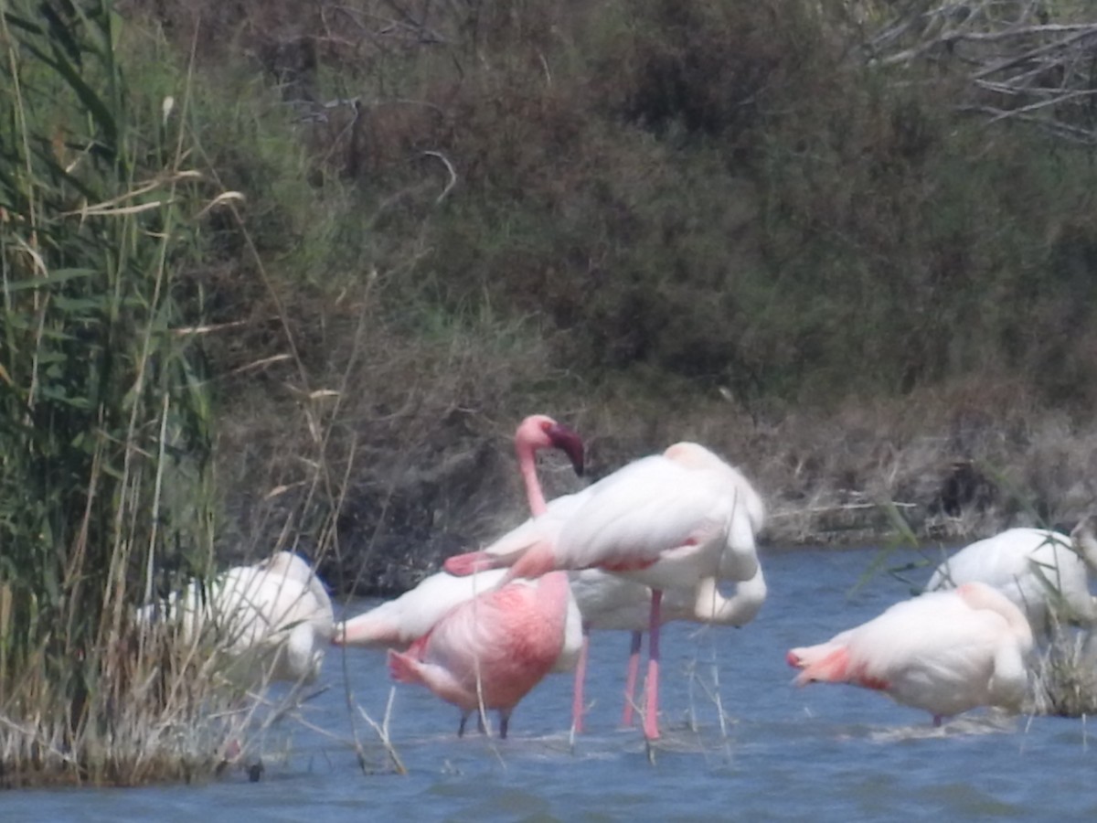 Lesser Flamingo - Mario Navarro Gomis