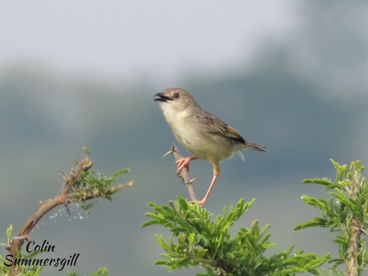 Croaking Cisticola - ML540738161