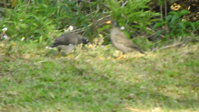 Jungle Myna - ML540739131