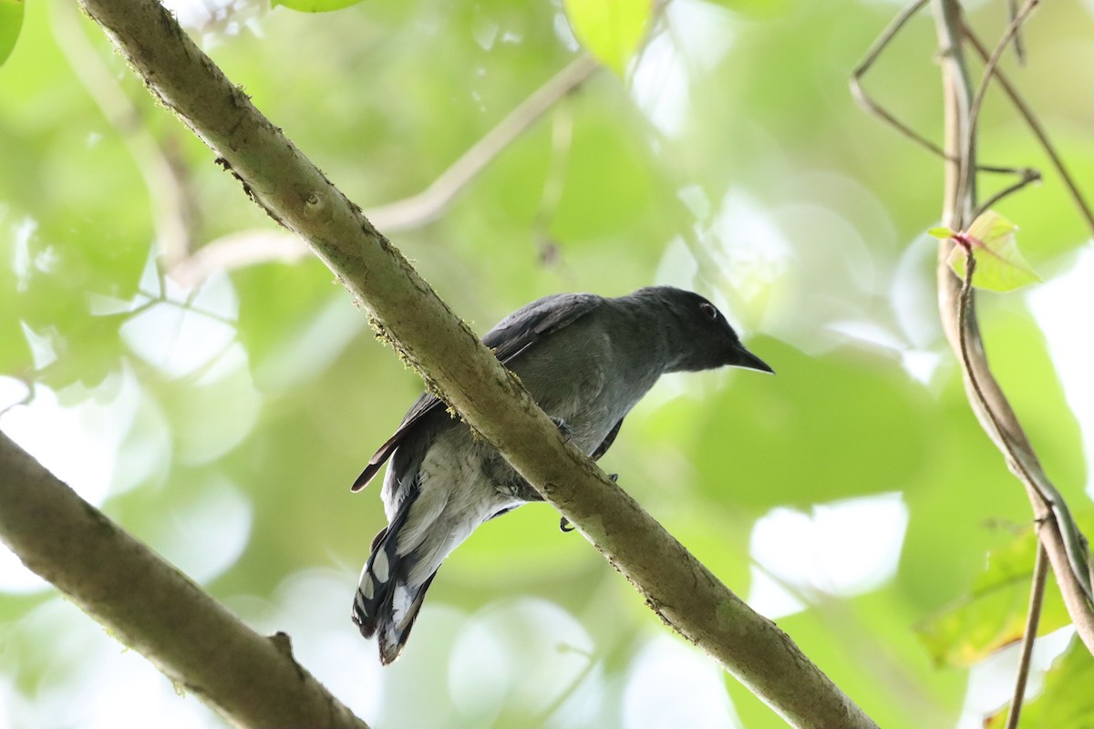 Lesser Cuckooshrike - Chanayut Wongsuwat