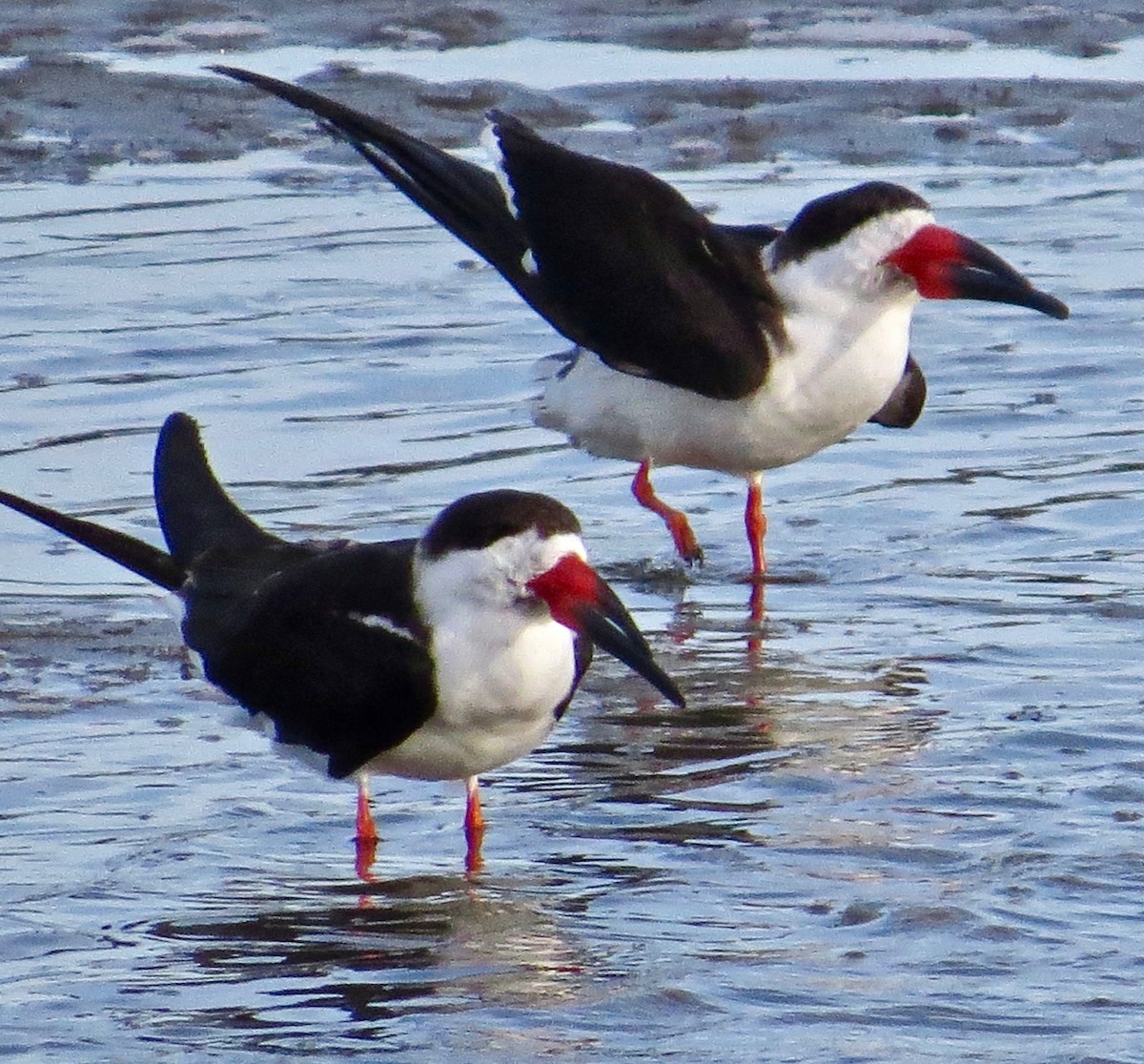 Black Skimmer - ML540739351