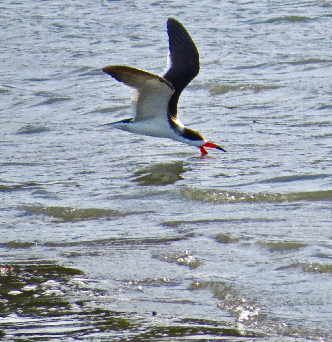 Black Skimmer - Paul Scofield