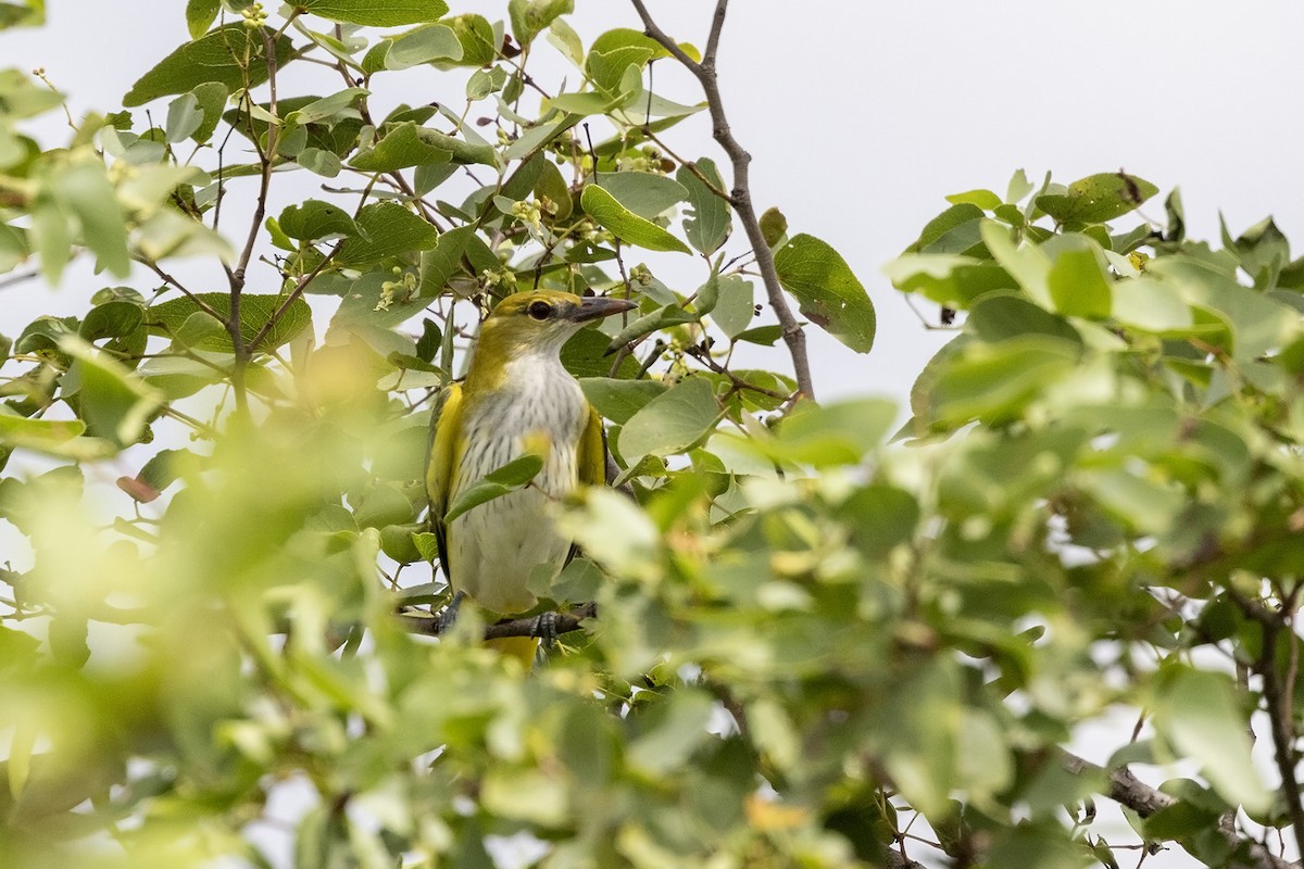 Eurasian Golden Oriole - ML540740431