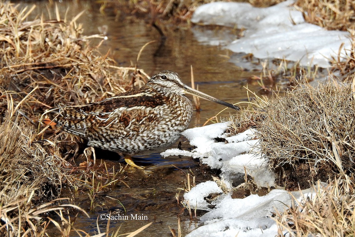 Solitary Snipe - ML540741491