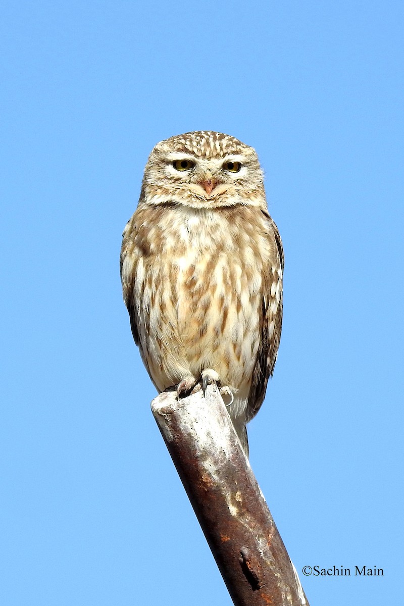 Little Owl - ML540741501