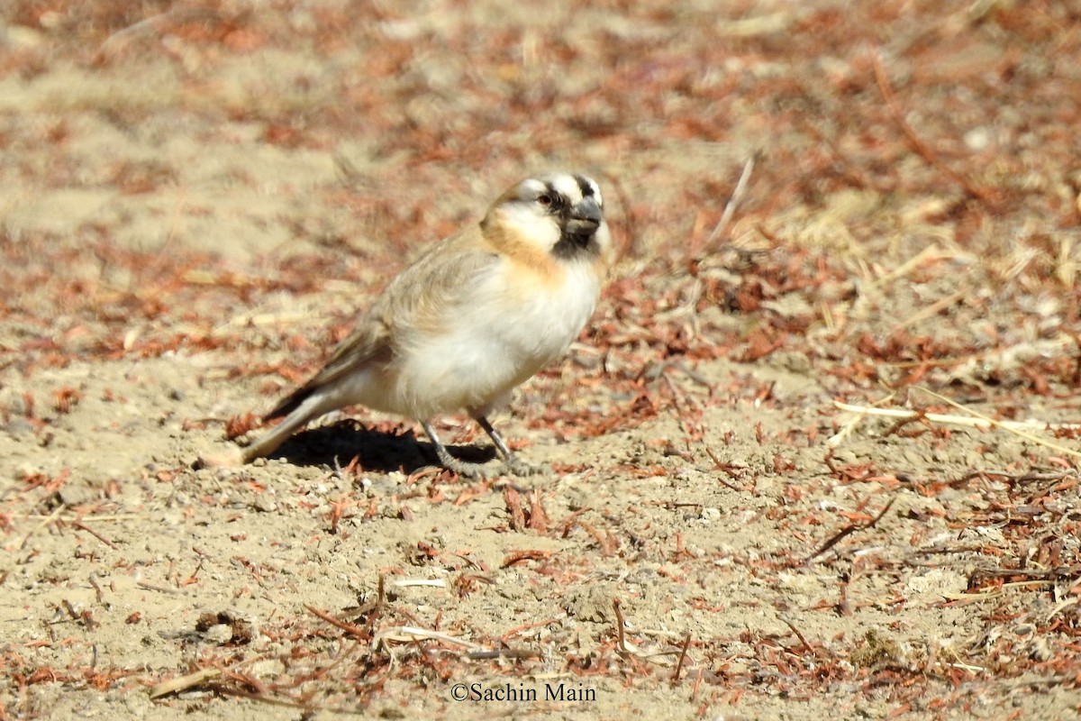 Blanford's Snowfinch - ML540741601