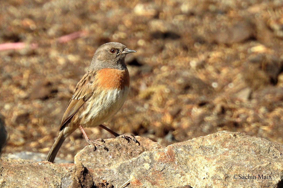 Robin Accentor - ML540741661