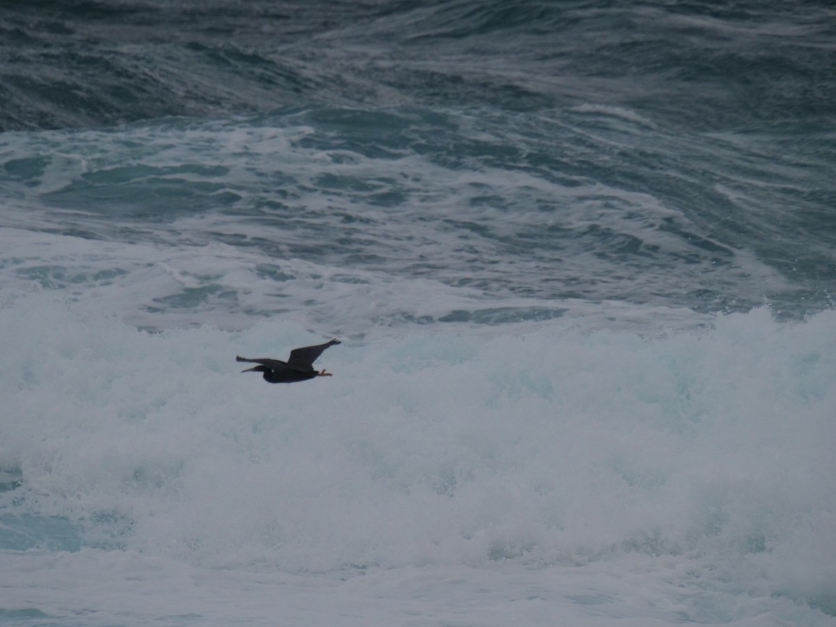 Pacific Reef-Heron - ML540741961