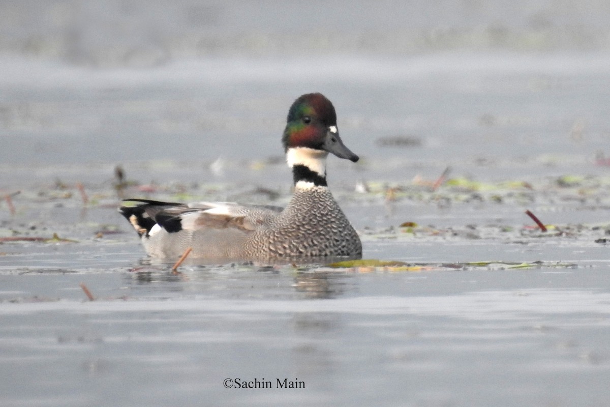 Falcated Duck - ML540742301