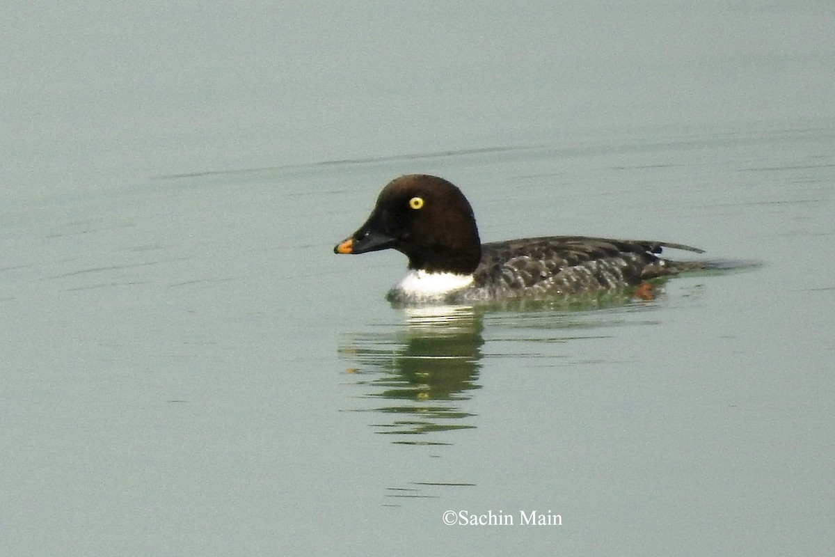 Common Goldeneye - ML540742361