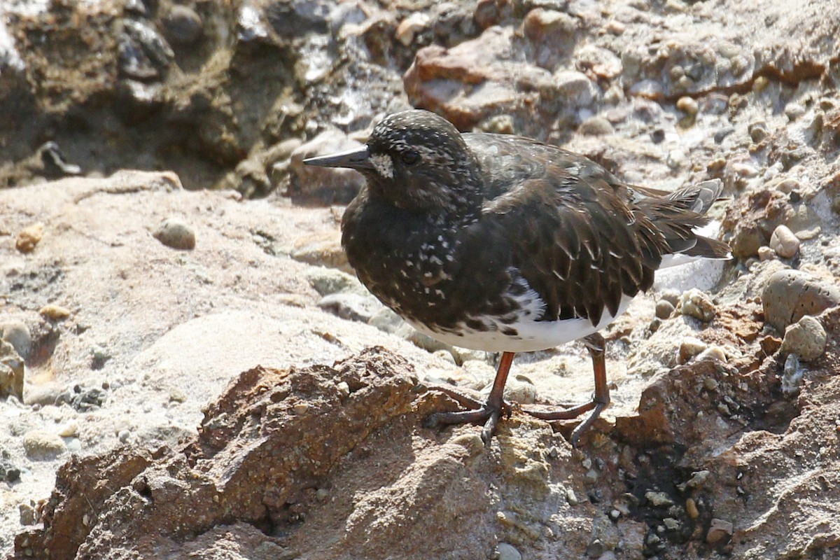 Black Turnstone - ML54074281