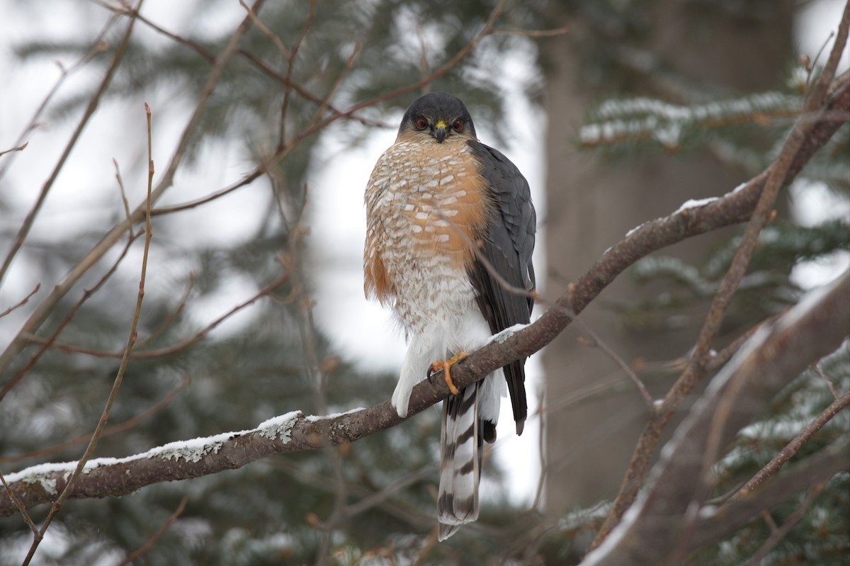 Sharp-shinned Hawk - ML540743111