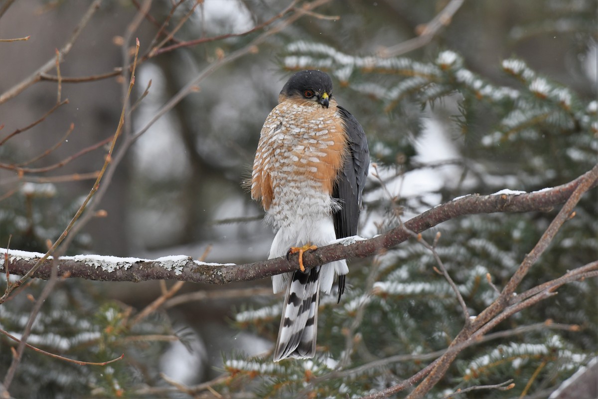 Sharp-shinned Hawk - ML540743141